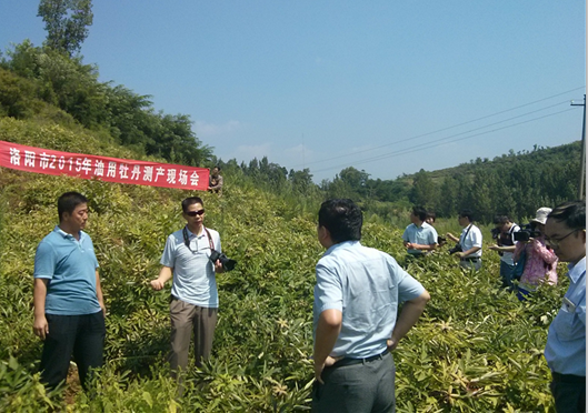 洛阳市2015年油用牡丹测产现场会在我县召开
